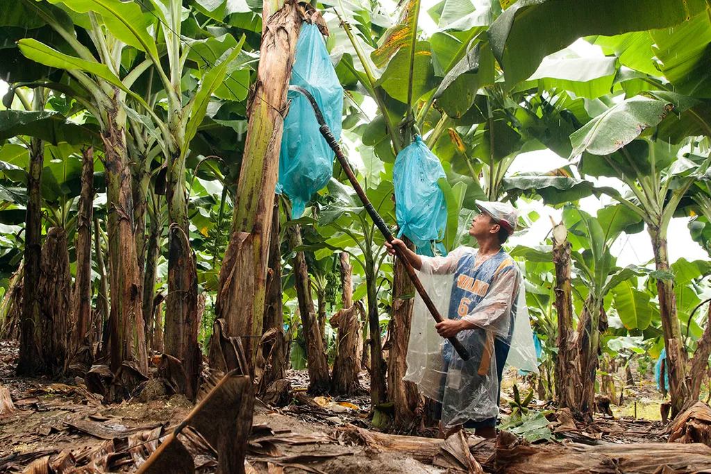 Coconut Farm or Banana Farm