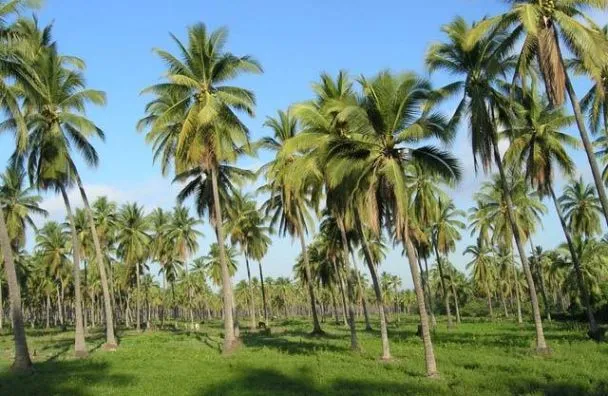 Coconut Farm or Banana Farm