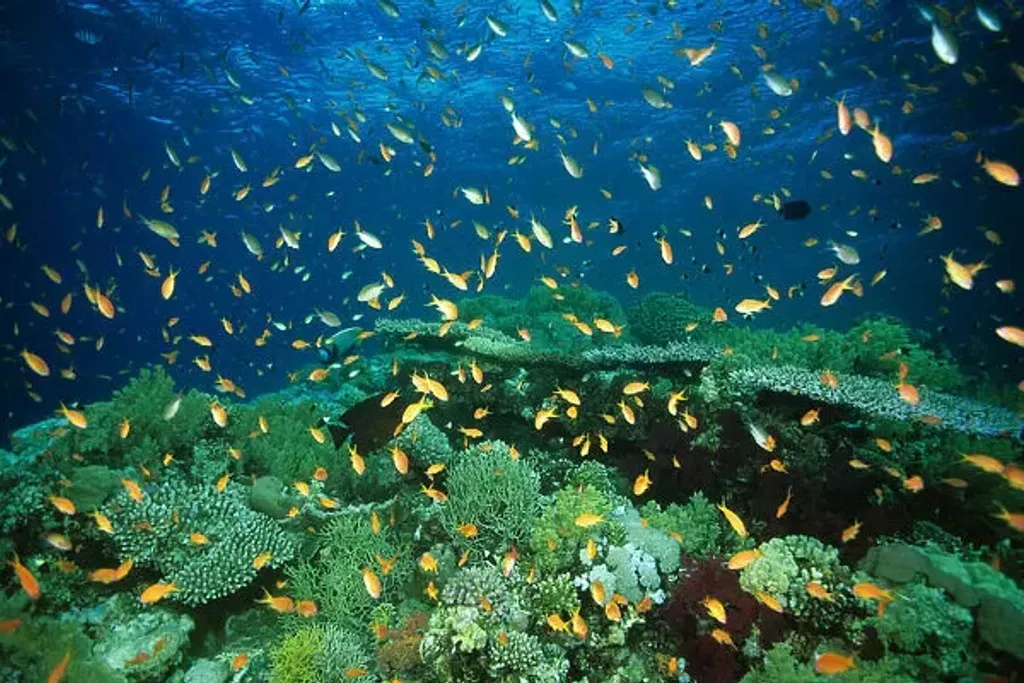 Coral Garden Marine Park Scuba