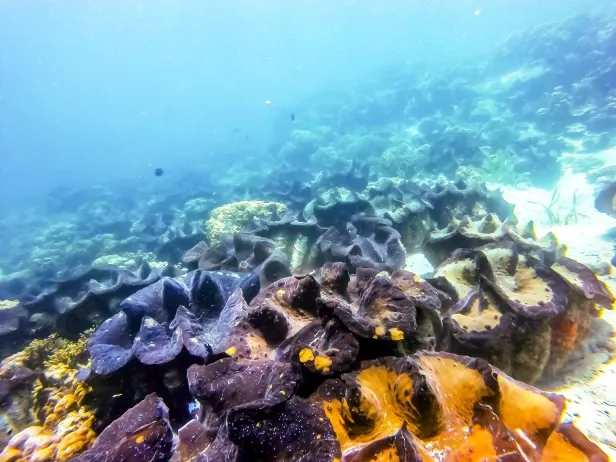 Coral Garden Marine Park